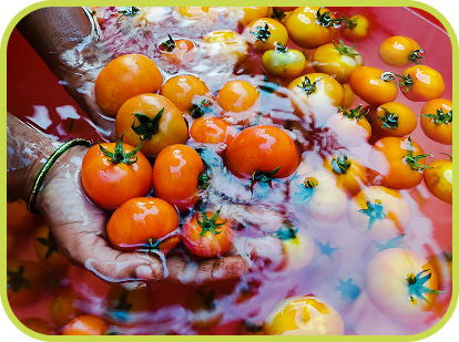 Hands washing tomatoes.