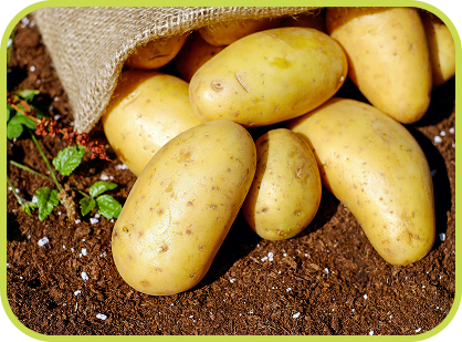 potatoes in dirt